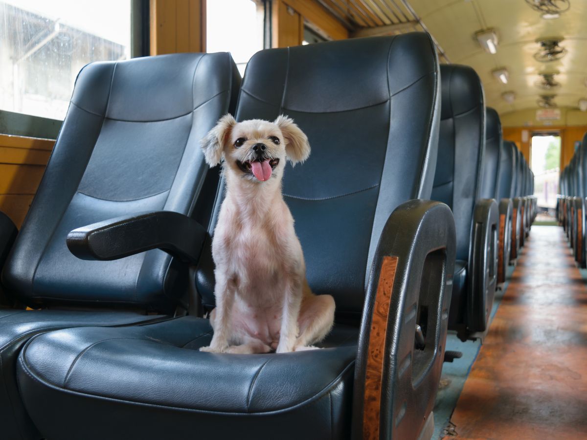 Cani in treno: come fare su Trenitalia e quanto costa