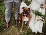 Wedding dog sitter: il cane con noi alle nozze