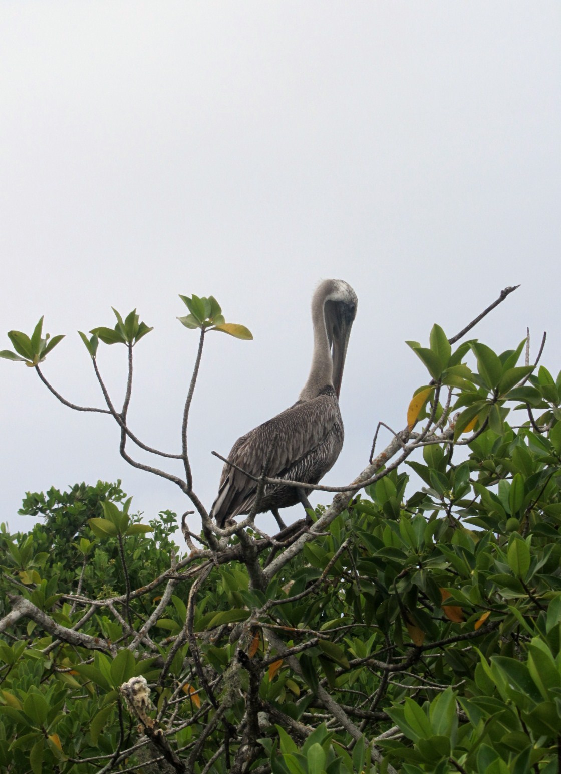 ECUADOR E GALAPAGOS 389